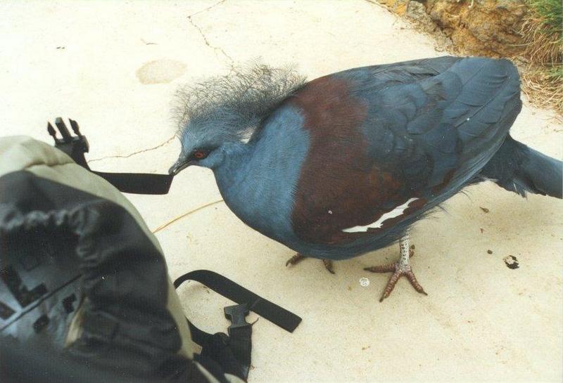 MKramer-Blue Crowned Pigeon2-from El Paso Birdpark La Palma.jpg