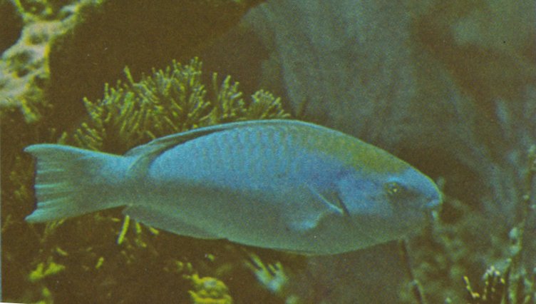 MKramer-Blue Parrotfish-Scarus coeruleus.jpg