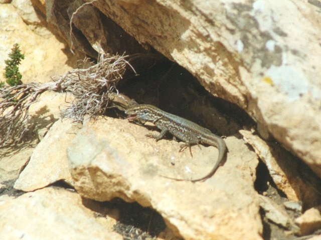 MKramer-Canary Island Lizard1-Gallotia galloti-from Canary Islands.jpg