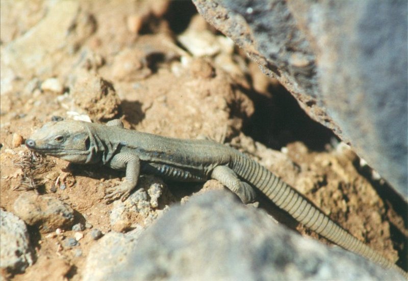 MKramer-Canary Island Lizard2-Gallotia galloti-from Canary Islands.jpg