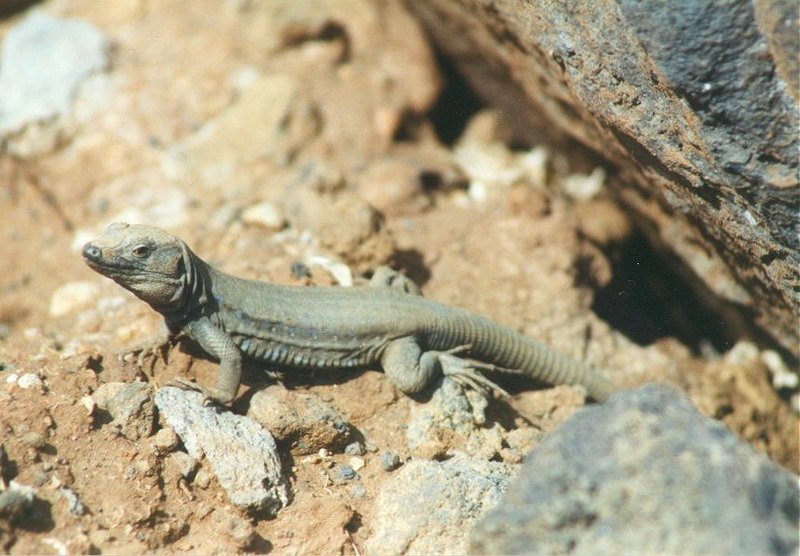 MKramer-Canary Island Lizard3-Gallotia galloti-from Canary Islands.jpg