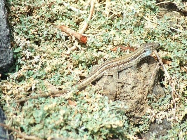 MKramer-Canary Island Lizard4-Gallotia galloti-from Canary Islands.jpg