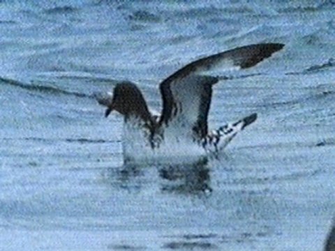 MKramer-Cape pigeon1-Cape Petrel-flapping on wave.jpg