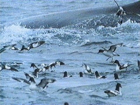MKramer-Cape pigeons1-Cape Petrels-flock on wave.jpg