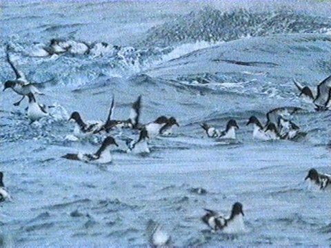 MKramer-Cape pigeons2-Cape Petrels-flock on wave.jpg