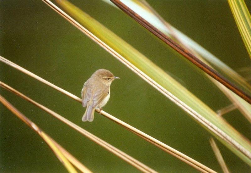 MKramer-Common Chiffchaff1-from La Palma-on weed.jpg