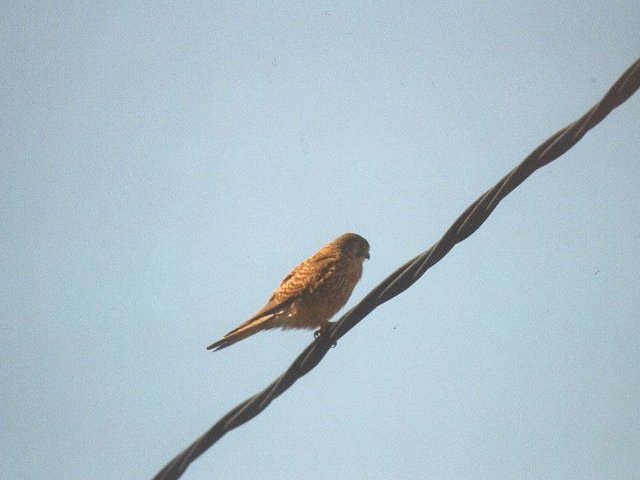 MKramer-Common Kestrel-from Canary Islands-perching on wire.jpg