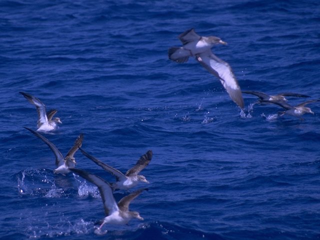 MKramer-Corys shearwaters-flock starting flight.jpg