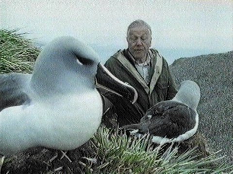 MKramer-David and Albatrosses1-Gray-headed Albatrosses.jpg