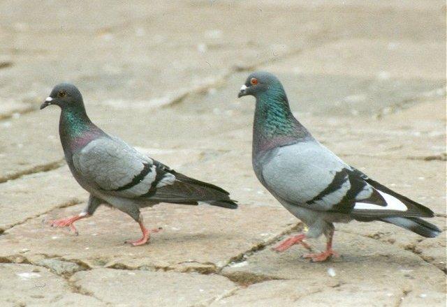 MKramer-Feral Rock Pigeons-pair on road-From La Palma.jpg