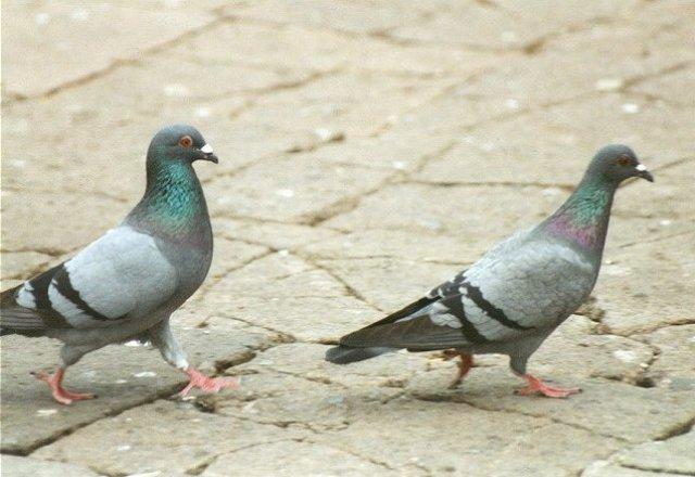 MKramer-Feral Rock Pigeons2-pair on road-From La Palma.jpg