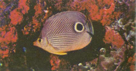 MKramer-Foureye Butterflyfish-Chaetodon capistratus.jpg