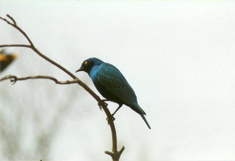 MKramer-Greater Blue-eared Glossy Starling1-El Paso Birdpark-La Palma.jpg
