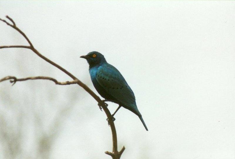 MKramer-Greater Blue-eared Glossy Starling2-El Paso Birdpark-La Palma.jpg