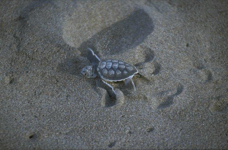 MKramer-Green Sea Turtle hatchling-on sand to the sea.jpg