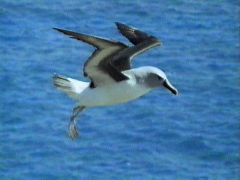MKramer-Greyheaded Albatross1-Gray-headed Albatross-in flight.jpg