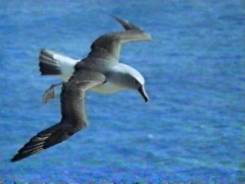 MKramer-Greyheaded Albatross2-Gray-headed Albatross-in flight.jpg