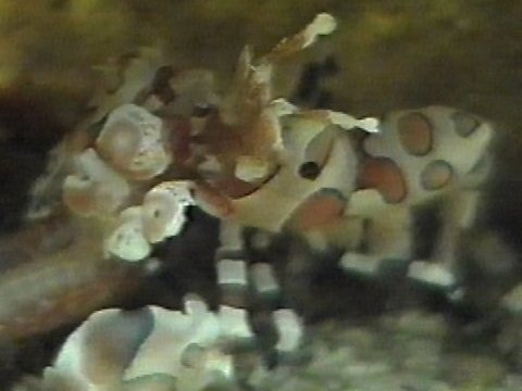 MKramer-Harlekijngarnaal1-Harlequin Shrimp-closeup.jpg