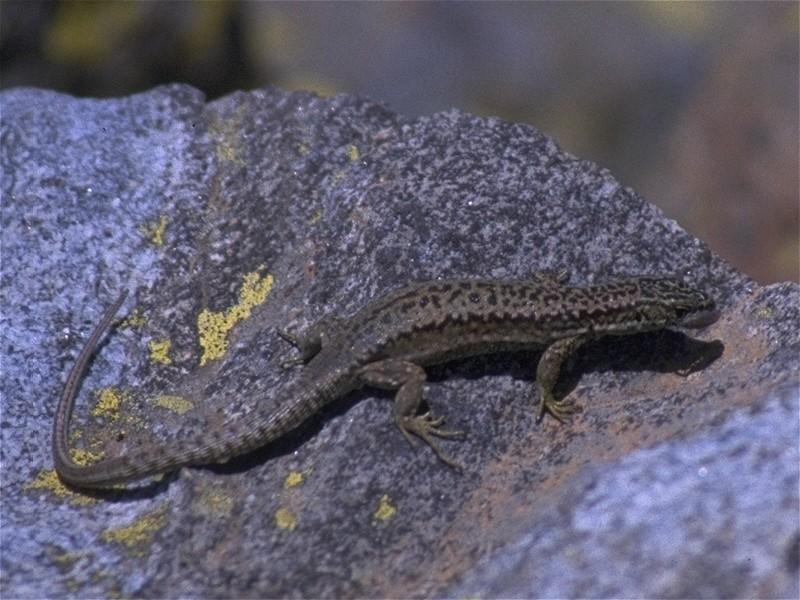 MKramer-Iberian Rock Lizard female 1.jpg