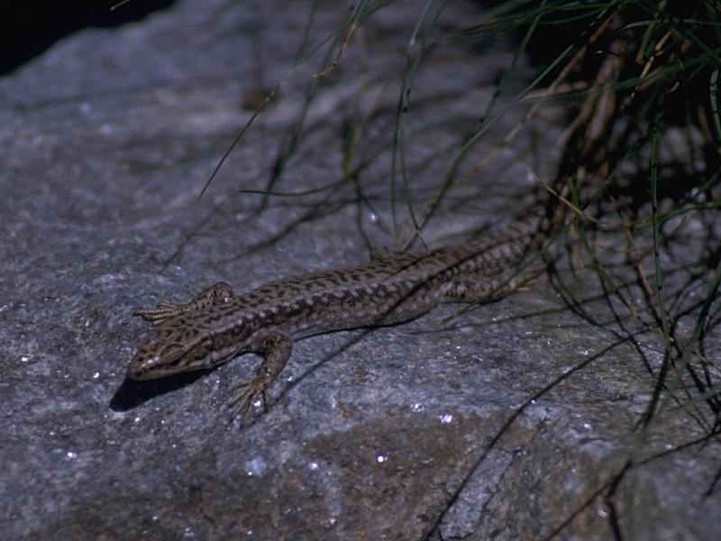 MKramer-Iberian Rock Lizard female 2.jpg