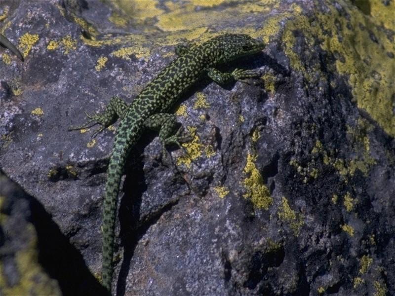 MKramer-Iberian Rock Lizard male 1.jpg