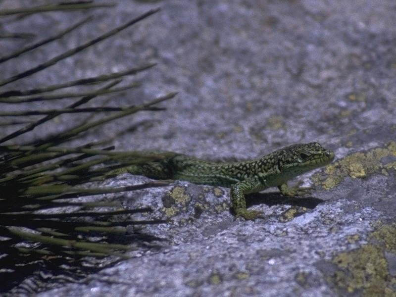 MKramer-Iberian Rock Lizard male 2.jpg