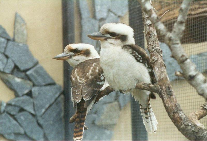 MKramer-Laughing Kookaburras1-pair-from El Paso Birdpark La Palma.jpg