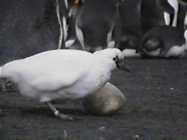 MKramer-Lesser Sheathbill3-scavenging King Penguin Egg.jpg