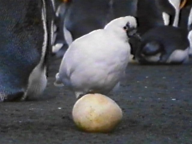 MKramer-Lesser Sheathbill5-scavenging King Penguin Egg.jpg