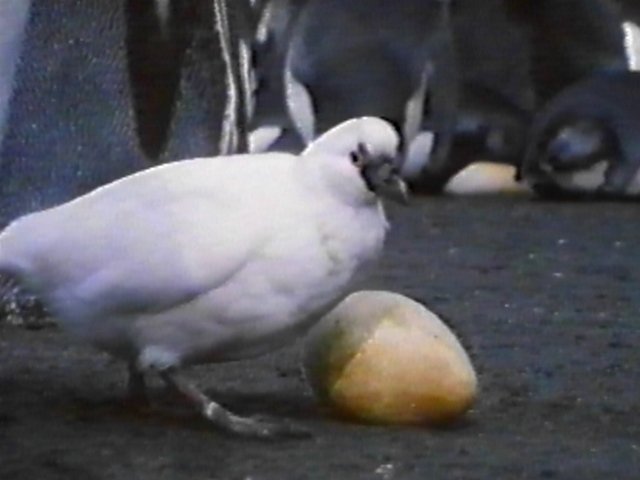 MKramer-Lesser Sheathbill6-scavenging King Penguin Egg.jpg