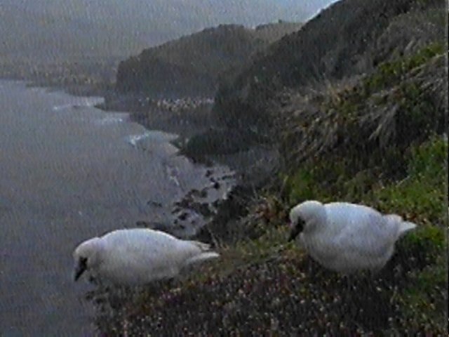 MKramer-Lesser Sheathbills1-pair on cliff hill.jpg