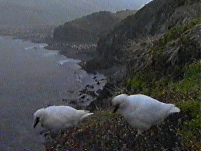 MKramer-Lesser Sheathbills2-pair on cliff hill.jpg