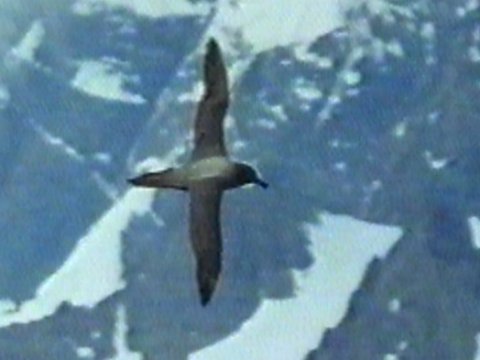 MKramer-Light-mantled Sooty Albatross1-in flight.jpg