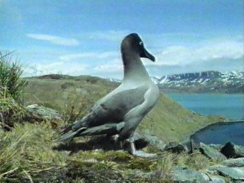 MKramer-Light-mantled Sooty Albatross3-on shore hill.jpg