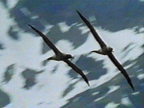 MKramer-Light-mantled Sooty Albatross7-pair in flight.jpg