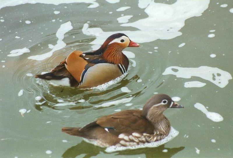 MKramer-Mandarin ducks1-pair from El Paso Birdpark-La Palma.jpg