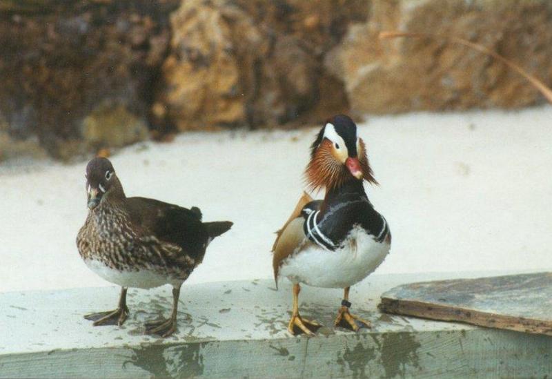 MKramer-Mandarin ducks2-pair from El Paso Birdpark-La Palma.jpg