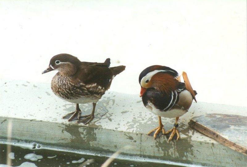 MKramer-Mandarin ducks3-pair from El Paso Birdpark-La Palma.jpg
