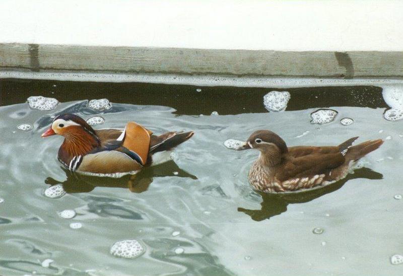 MKramer-Mandarin ducks4-pair from El Paso Birdpark-La Palma.jpg