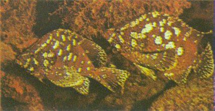 MKramer-Marbled Grouper-Epinephelus inermis-pair.jpg