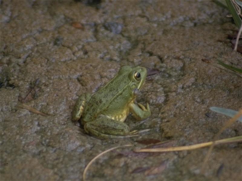 MKramer-Marsh Frog 1-sitting on muddy bed.jpg
