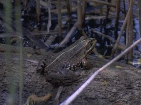 MKramer-Marsh Frog 3-on bank in weeds.jpg