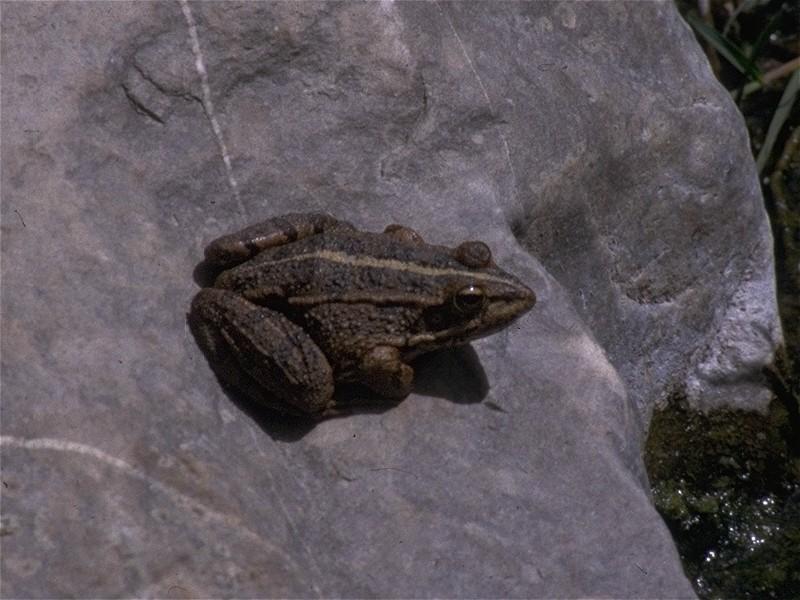 MKramer-Marsh Frog 4-sitting on rock.jpg