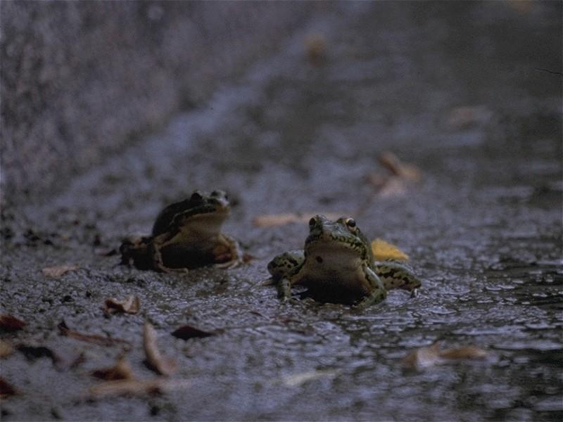 MKramer-Marsh Frogs 1-pair on muddy bed.jpg