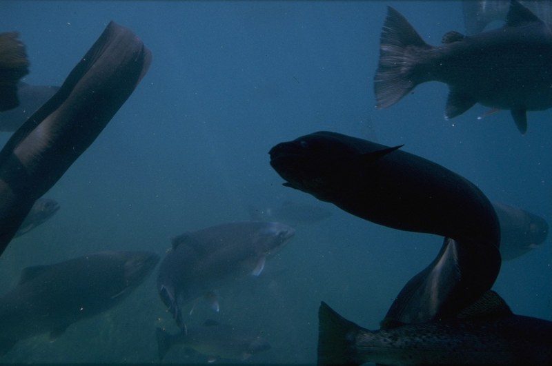 MKramer-New Zealand longfinned eel.jpg