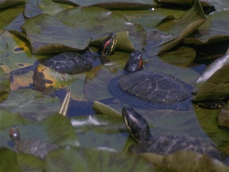MKramer-Red-eared Turtles 1-in lotus pond.jpg
