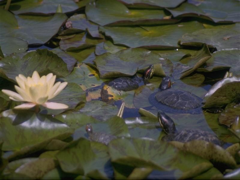 MKramer-Red-eared Turtles 2-in lotus pond.jpg