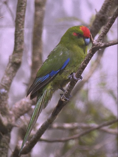 MKramer-Red-fronted Parakeet-perching on branch.jpg