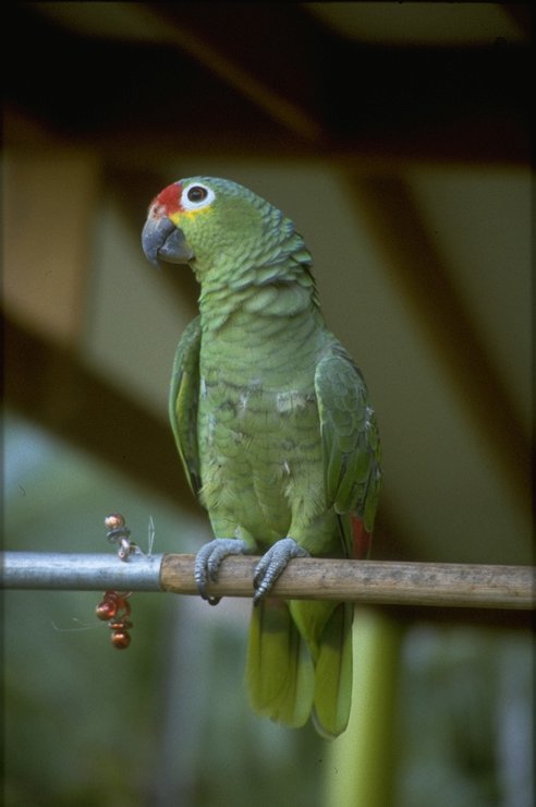 MKramer-Red-lored Amazon parrot-perching on bar.jpg