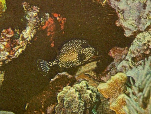 MKramer-Smooth Trunkfish-Lactophrys triqueter.jpg